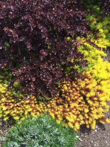 barberry groundcover and lavendar