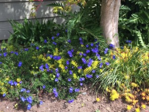 carpet of blue against tree trunk