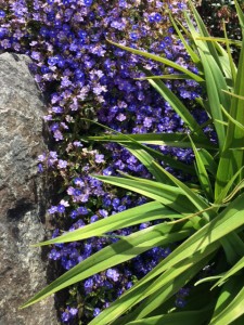 cascade of blue and tigerlilly spikes