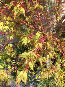 coral bark japanese maple leafing out