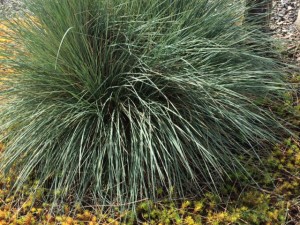 grass clump