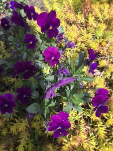 violas and groundcover